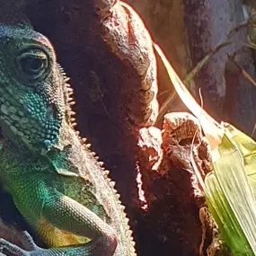 Bild von Tierbestattung-Fischer