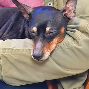 Bild von Tierbestattung-Fischer