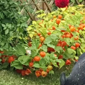 Bild von Tierbestattung-Fischer