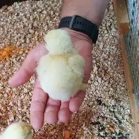 Bild von Tierbestattung-Fischer