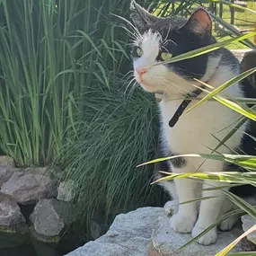 Bild von Tierbestattung-Fischer