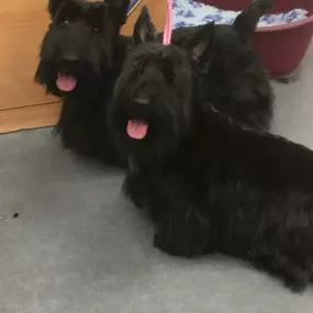 Bild von Hair Of The Dog Woodley Ltd