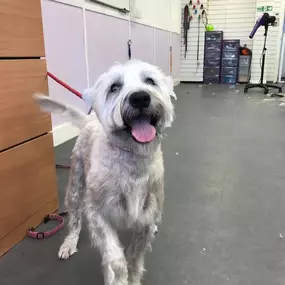 Bild von Hair Of The Dog Woodley Ltd