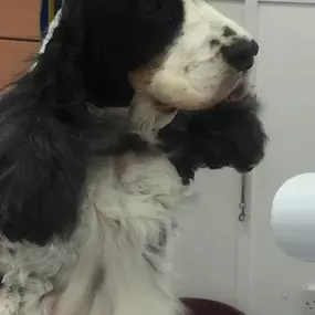 Bild von Hair Of The Dog Woodley Ltd