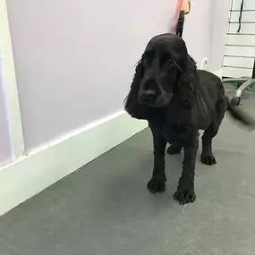 Bild von Hair Of The Dog Woodley Ltd