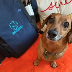 Bild von Hot Dog Marketing - Austin Location