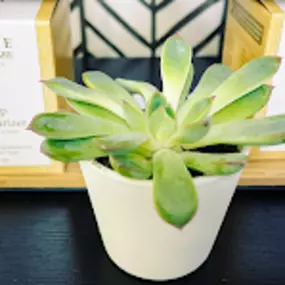 Bild von Synergy Holistic Esthetics Ayurvedic Spa