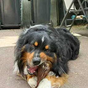 Bild von Life for Pets