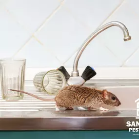 Bild von Sandy Soil Pest Control