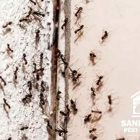Bild von Sandy Soil Pest Control