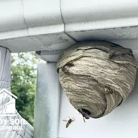 Bild von Sandy Soil Pest Control