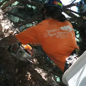 Tree service Boise ID
