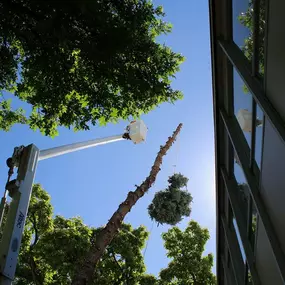 Tree pruning services in Boise ID