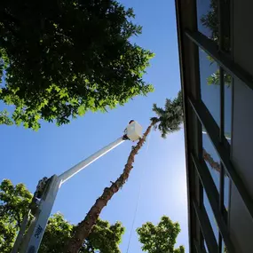 24/7 emergency tree removal Boise ID