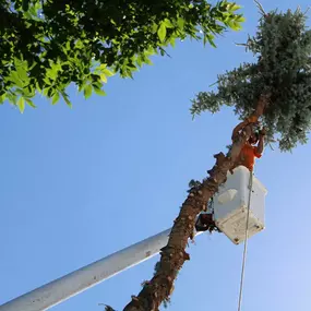 Storm damage tree cleanup in Boise ID