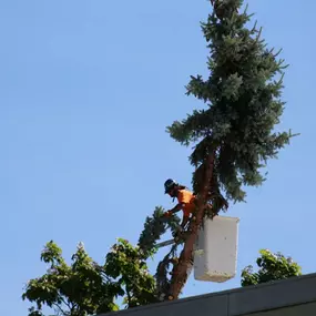 Commercial tree services Boise Idaho
