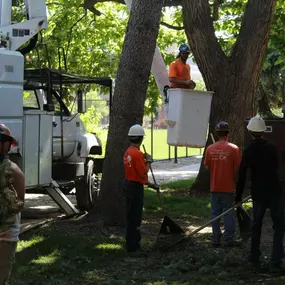 Tree branch removal service in Boise ID