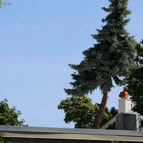 Tree inspection and maintenance Boise ID