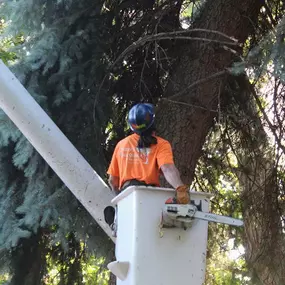 Tree service Meridian ID