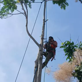 Bild von Terry's Tree Services Inc