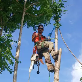 Bild von Terry's Tree Services Inc