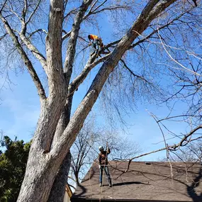Arborist Boise ID