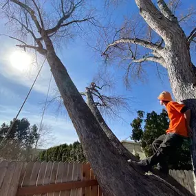Tree trimming Boise ID
