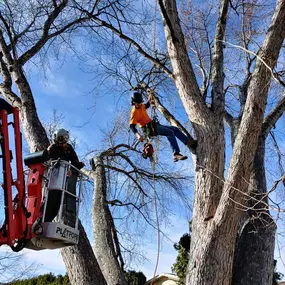 Emergency tree service Boise ID