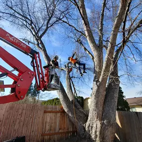 Affordable tree removal in Boise ID