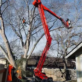 Best tree trimming service in Boise Idaho