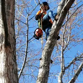 Licensed arborist near Boise ID