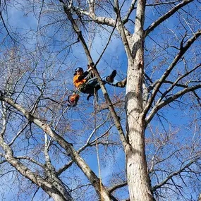 Professional tree climber in Boise ID