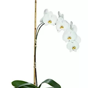 Bild von Moller's Flower Shop