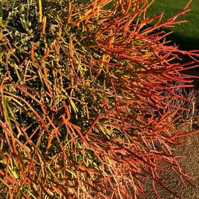 Bild von Moller’s Garden Center