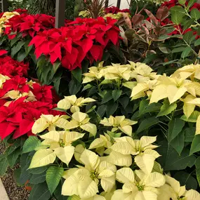 Bild von Moller’s Garden Center