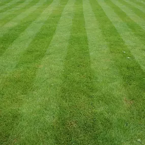 Bild von Barefoot Grass