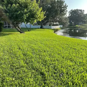 Bild von Barefoot Grass