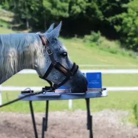 Bild von Human - & Tier-Organetiker - Thomas Karl Sternad