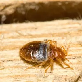 We are dedicated to offering innovative, effective pest control solutions.