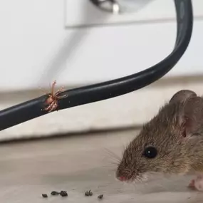 Year-round pest prevention can help you achieve a protected and comfortable home.