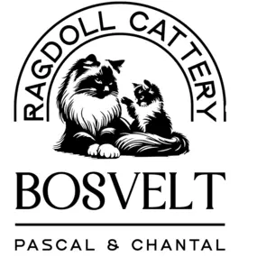 Bild von Ragdoll cattery Bosvelt