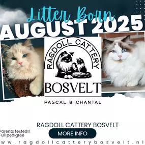 Bild von Ragdoll cattery Bosvelt