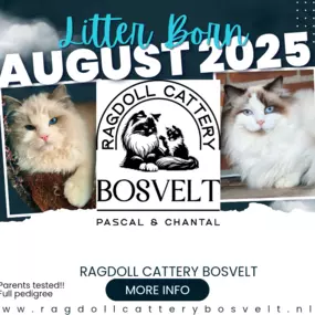 Bild von Ragdoll cattery Bosvelt