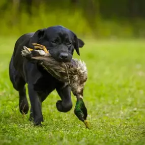 At Country Pup Kennel in Princeton, Minnesota, we provide professional dog training services tailored to meet your dog’s unique needs.
