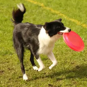 Intermediate Confidence Dog Training Class Focuses On: