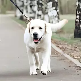 Best dog trainers near Zimmerman, MN.