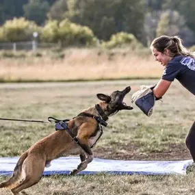 Advanced Confidence Dog Training Class.
