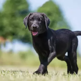 Puppy Foundations Dog Training.