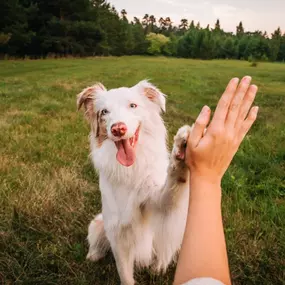 Puppy Foundations Dog Training.  Who it’s for: Puppies 8 months and younger.