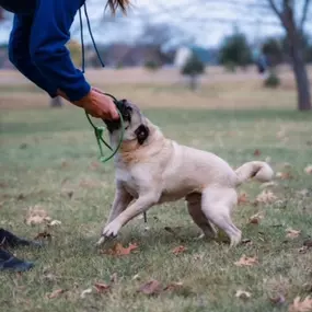 In Home Dog Training.